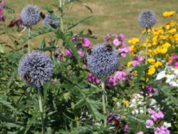 Kugeldistel, Echinops ritro, Topfware