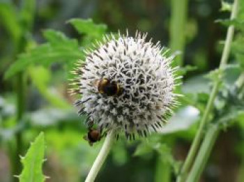 Kugeldistel 'Star Frost', Echinops bannaticus 'Star Frost', Topfware