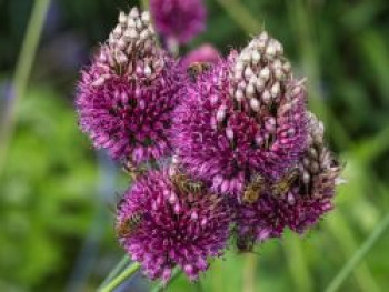 Kugelkopfiger Lauch, Allium sphaerocephalon, Topfware