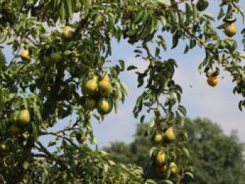 Kulturbirne, 30-40 cm, Pyrus communis, Weichwandcontainer