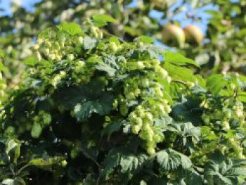 Kulturhopfen 'Hersbrucker', Humulus lupulus 'Hersbrucker', Containerware