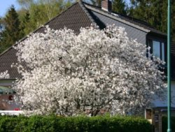 Kupfer-Felsenbirne, 100-125 cm, Amelanchier lamarckii, Containerware