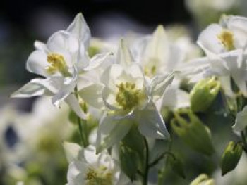 Kurzspornige Akelei &#8218;Alba&#8216;, Aquilegia vulgaris &#8218;Alba&#8216;, Topfware