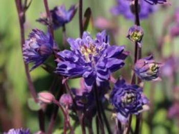 Kurzspornige Akelei &#8218;Clementine Blue&#8216;, Aquilegia vulgaris &#8218;Clementine Blue&#8216;, Topfware