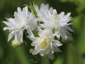 Kurzspornige Akelei &#8218;Clementine White&#8216;, Aquilegia vulgaris &#8218;Clementine White&#8216;, Topfware