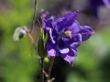 Kurzspornige Akelei, Aquilegia vulgaris, Topfware