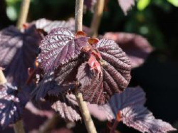 Lambertshasel 'Juningia', 100-150 cm, Corylus maxima 'Juningia', Containerware