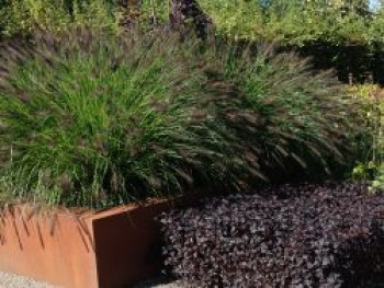 Lampenputzergras 'Black Beauty', Pennisetum alopecuroides 'Black Beauty', Containerware