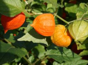 Lampionblume, Physalis alkekengi var. franchetii, Topfware