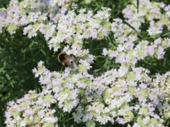 Langblättrige Scheinbergminze, Pycnanthemum tenuifolium, Topfware