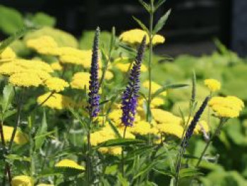 Langblättriger Ehrenpreis, Veronica longifolia, Topfware