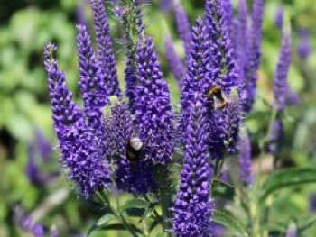 Langblättriger Ehrenpreis &#8218;Marietta&#8216;, Veronica longifolia &#8218;Marietta&#8216;, Topfware