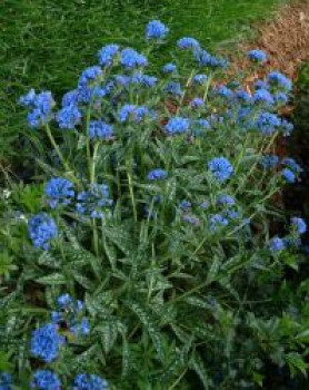 Langblättriges Lungenkraut 'E. B. Anderson', Pulmonaria longifolia 'E. B. Anderson', Topfware