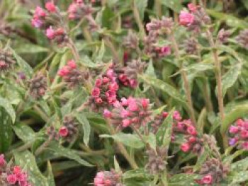 Langblättriges Lungenkraut &#8218;Raspberry Splash&#8216; ®, Pulmonaria longifolia &#8218;Raspberry Splash&#8216; ®, Topfware