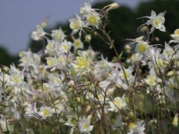 Langspornige Akelei &#8218;Kristall&#8216;, Aquilegia caerulea &#8218;Kristall&#8216;, Topfware