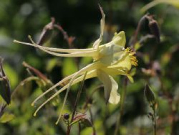 Langspornige Akelei, Aquilegia chrysantha, Topfware