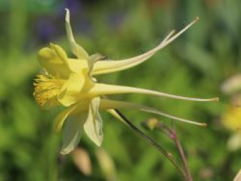 Langspornige Beet-Akelei &#8218;Maxistar&#8216;, Aquilegia caerulea &#8218;Maxistar&#8216;, Topfware