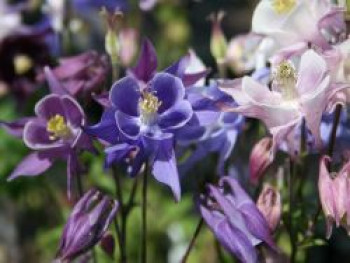 Langspornige Akelei 'McKana', Aquilegia caerulea 'McKana', Topfware