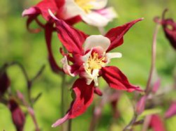 Langspornige Akelei &#8218;Red Hobbit&#8216;, Aquilegia caerulea &#8218;Red Hobbit&#8216;, Topfware