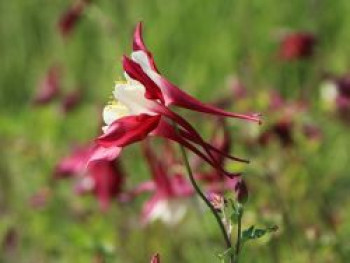 Langspornige Akelei &#8218;Rotstern&#8216; / &#8218;Crimson Star&#8216;, Aquilegia caerulea &#8218;Rotstern&#8216; / &#8218;Crimson Star&#8216;, Topfware