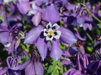 Langspornige Akelei SPRING MAGIC ® 'Blue & White', Aquilegia caerulea SPRING MAGIC ® 'Blue & White', Topfware