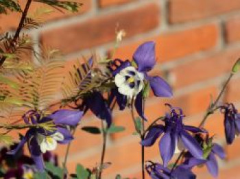 Langspornige Akelei Spring Magic ® 'Navy & White', Aquilegia caerulea Spring Magic ® 'Navy & White', Topfware XL