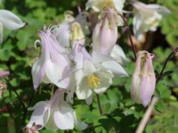 Langspornige Akelei Spring Magic ® 'White', Aquilegia caerulea Spring Magic ® 'White', Topfware XL