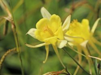 Langspornige Akelei &#8218;Yellow Queen&#8216;, Aquilegia chrysantha &#8218;Yellow Queen&#8216;, Topfware