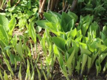 Lanzen-Funkie, Hosta lancifolia, Topfware