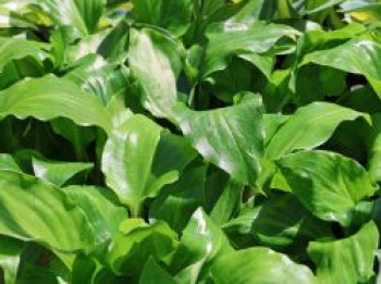 Lanzen-Funkie &#8218;Red October&#8216;, Hosta lancifolia &#8218;Red October&#8216;, Topfware