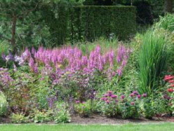 Lanzenspiere 'Purpurkerze', Astilbe chinensis var. taquetii 'Purpurkerze', Topfware