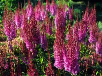 Lanzenspiere &#8218;Purpurlanze&#8216;, Astilbe chinensis var. taquetii &#8218;Purpurlanze&#8216;, Topfware