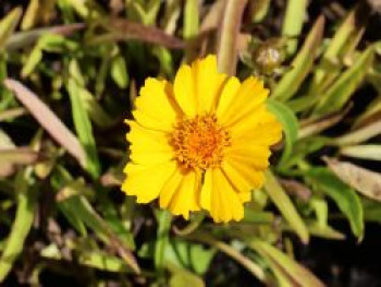 Lanzettblättriges Mädchenauge 'Goldteppich', Coreopsis lanceolata 'Goldteppich', Topfware