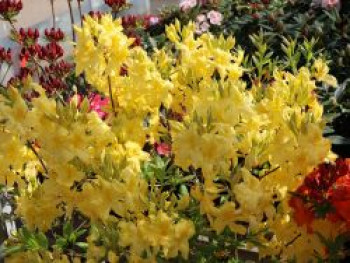 Laubabwerfende Azalee 'Anneke', 60-80 cm, Rhododendron luteum 'Anneke', Containerware