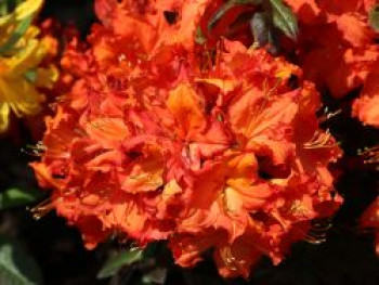 Laubabwerfende Azalee 'Aprikot', 40-60 cm, Rhododendron luteum 'Aprikot', Containerware