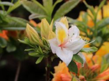 Laubabwerfende Azalee 'Arima', 30-40 cm, Rhododendron luteum 'Arima', Containerware