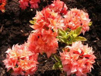 Laubabwerfende Azalee 'Arista', 30-40 cm, Rhododendron luteum 'Arista', Containerware