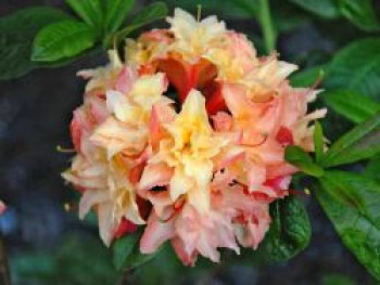 Laubabwerfende Azalee 'Cannon's Double', 30-40 cm, Rhododendron luteum 'Cannon's Double', Containerware