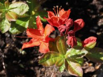 Laubabwerfende Azalee 'Doloroso', 30-40 cm, Rhododendron luteum 'Doloroso', Containerware