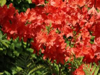 Laubabwerfende Azalee 'Feuerwerk', 30-40 cm, Rhododendron luteum 'Feuerwerk', Containerware