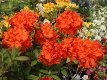 Laubabwerfende Azalee 'Fireball', 20-25 cm, Rhododendron luteum 'Fireball', Containerware