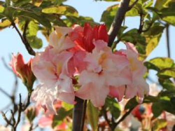 Laubabwerfende Azalee 'Jack A. Sand', 25-30 cm, Rhododendron luteum 'Jack A. Sand', Containerware