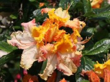 Laubabwerfende Azalee 'Washington State Centennial', 25-30 cm, Rhododendron luteum 'Washington State Centennial', Containerware