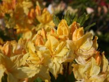 Laubabwerfende Azalee &#8218;Windsor Sunbeam&#8216;, 30-40 cm, Rhododendron luteum &#8218;Windsor Sunbeam&#8216;, Containerware