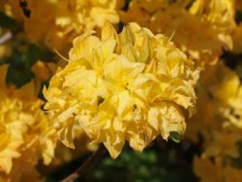 Laubabwerfende Azalee / Gelbe Azalee &#8218;Yellow Pom Pom&#8216;, 30-40 cm, Rhododendron luteum &#8218;Yellow Pom Pom&#8216;, Containerware