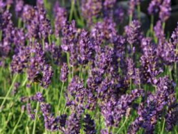 Lavendel &#8218;Blue River&#8216; ®, Lavandula angustifolia &#8218;Blue River&#8216; ®, Topfware