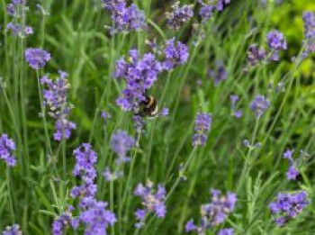 Lavendel &#8218;Blue Scent Early&#8216;, Lavandula angustifolia &#8218;Blue Scent Early&#8216;, Topfware