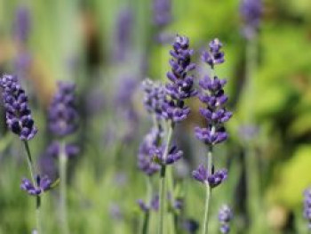 Lavendel &#8218;Blue Scent&#8216;, Lavandula angustifolia &#8218;Blue Scent&#8216;, Topfware