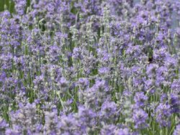 Lavendel &#8218;Cedar Blue&#8216;, Lavandula angustifolia &#8218;Cedar Blue&#8216;, Topfware