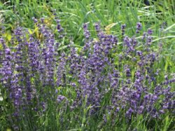 Lavendel &#8218;Dwarf Blue&#8216;, Lavandula angustifolia &#8218;Dwarf Blue&#8216;, Topfware